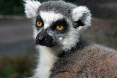 London Lemur
