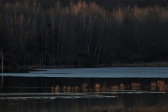 Winter Geese