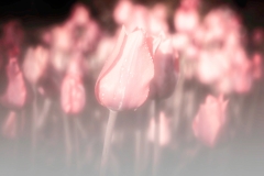 The Miracle Of A Single Flower