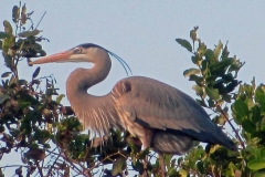 Heron