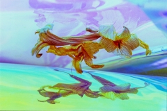 Flying Lilies