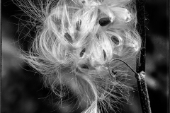 Milkweed Explosion