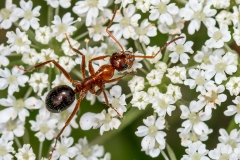 Red Ant