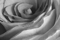 Smelling The Rose