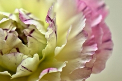 Fragile And Beautiful