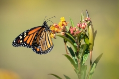 Happy Monarch
