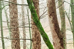 Tree Trunks