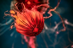 Yet Another Jelly Fish