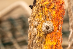 Barnacle Bill