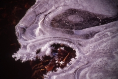 Ice Dragon