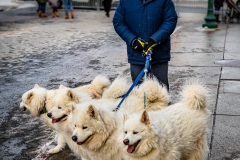 Quintuplet Dog Walker