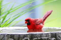 Bath Time