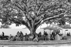 Under the Banyan Tree