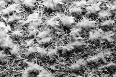 Lapland Creek Cotton Balls