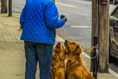 Good Dogs Get Treats