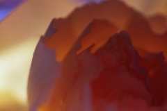 0318PRG0-General[Jeff_Plant]cosmic-flower