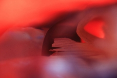 0318PRG0-General[Jeff_Plant]desert-sprit