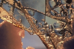 0418PRG0-General[Jeff_Plant]Sunset-Through-Glass