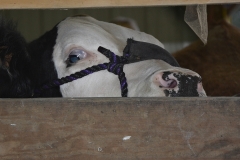 Peeking Cow