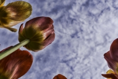 Reaching for the Sky