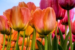 Reaching for the Sun