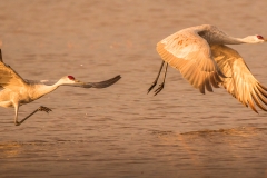 Sandhill Cranes Taking Off