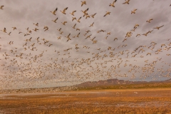 Snow Geese Blast Off