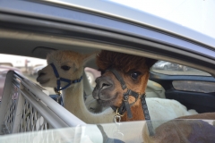 Alpacas