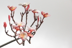 Kaua Blooms