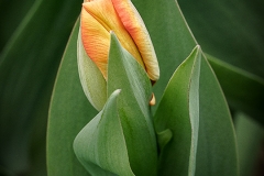 Tulip Wrap