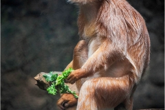Monkey Portrait