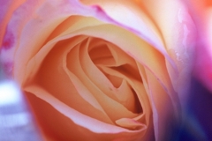 Rose Ascending