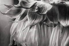 Linda;s Sunflower