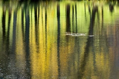 Quiet Pond