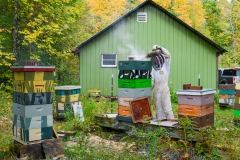 Anne &amp; Her Bees