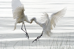 Egrets Necking