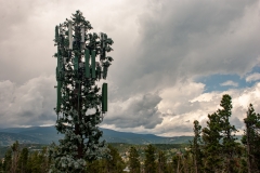 Cell Tree