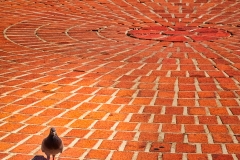 Pigeon A L039orange