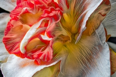 Daffodelic
