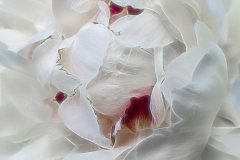 Peony