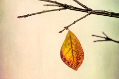 Lingering Leaf