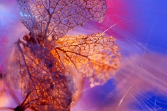 Dried Flower