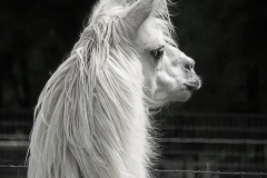 L Is For Llama
