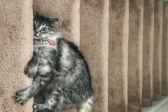 Khaleesi