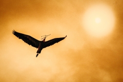Freedom