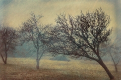 Foggy Orchard