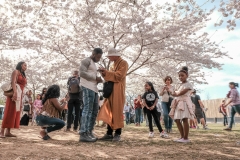 Cherry Blossoms