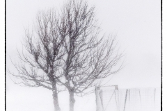 April Snow