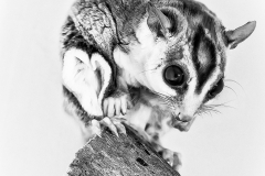 Suger Glider