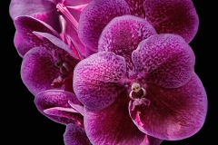 Orchids